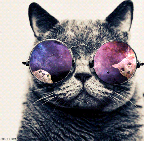 cool cat with glasses
