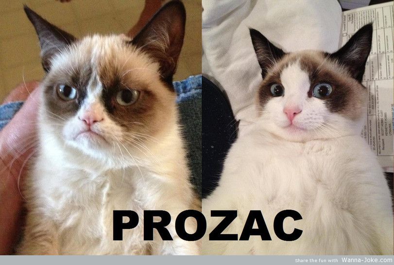 [Image: grumpy-cat-prozac.jpeg]