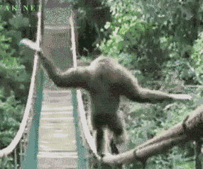 http://wanna-joke.com/wp-content/uploads/2013/06/equilibrist-monkey.gif