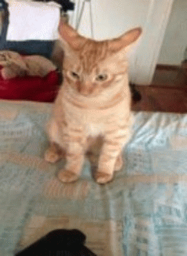 offended-cat-gif.gif