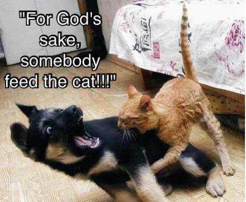funny-animals-cat-and-dog1.jpg