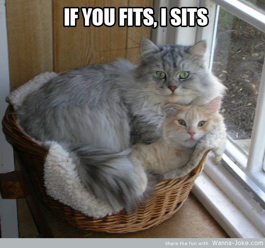 funny-cats-box-together-fits-sits.jpg