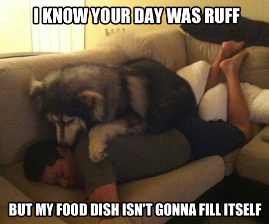 funny-dog-picture-wake-up-human.jpg
