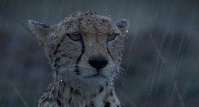 funny-gifs-animals-cheetah-rain-sadness.