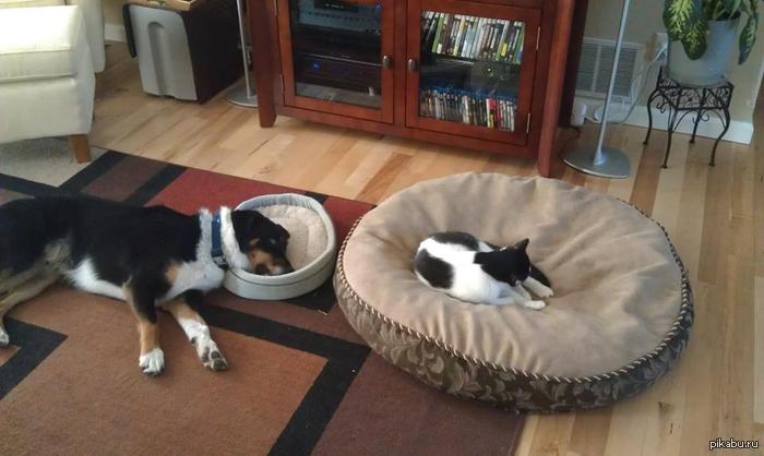 http://wanna-joke.com/wp-content/uploads/2013/07/funny-pictures-animals-cat-dog-bed.jpg