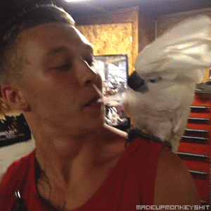 funny-gifs-snoned-parrot.gif