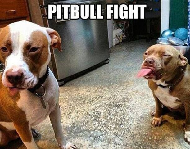 funny-pictures-pitbull-fight.jpg