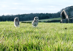 funny-gif-running-owl.gif
