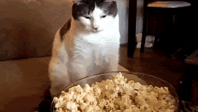funny-gifs-cat-warm-popcorn.gif