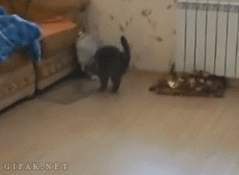 funny-gifs-come-here-kitty.gif