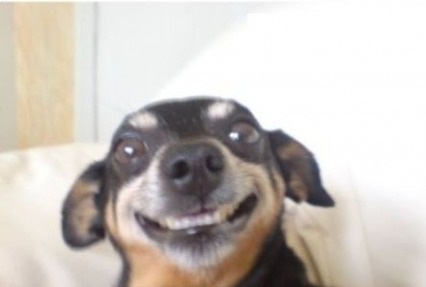 funny-pictures-smiling-dog-selfie.jpg