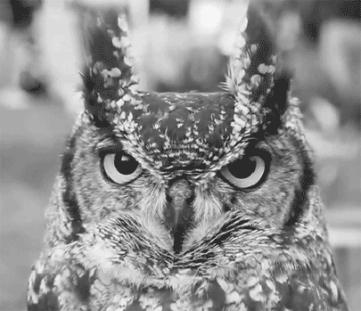 funny-gif-amazing-owl-cool.gif