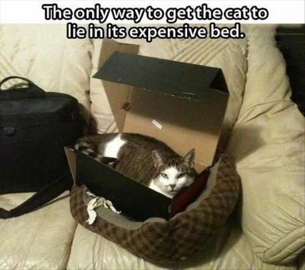 funny-picture-cat-expensive-bed.jpg