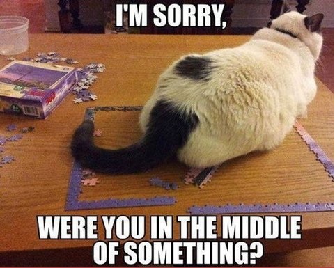 funny-picture-cat-puzzles-in-the-middle.jpg