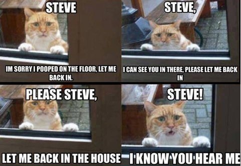 funny-picture-cat-steve-let-me-in.jpg
