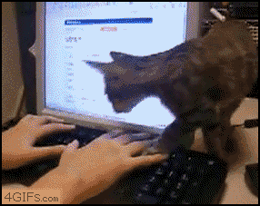 funny-gif-cat-computer-keyboard