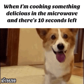 funny-gif-waiting-for-food