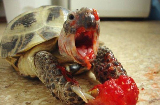funny-picture-cute-turtle-strawberry-hap