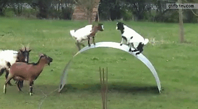 funny-gif-practicing-how-to-goat.gif
