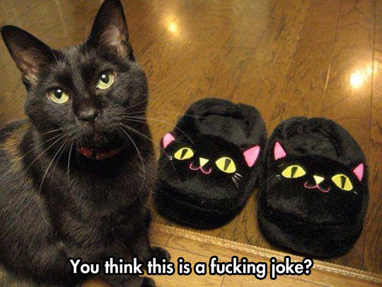 black picture  adults mad slippers funny cat slippers cat for