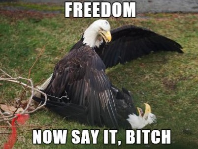 funny-picture-eagle-freedom-america.jpg