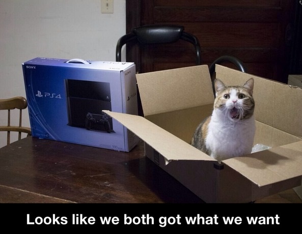 funny-ps4-cat-box.jpg