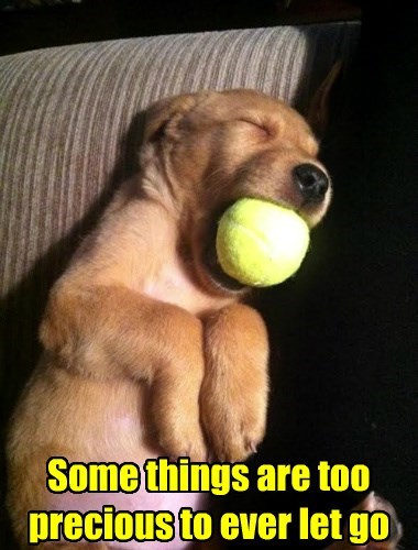 funny-puppy-ball-precious.jpg