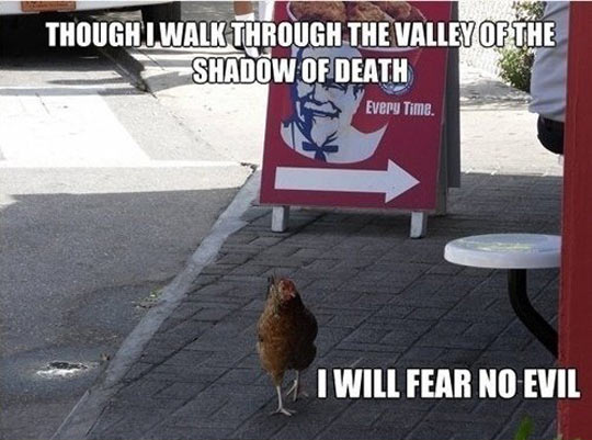 funny-chicken-KFC-walking-around-bar.jpg