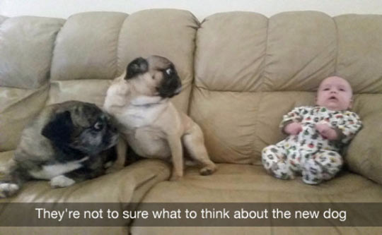 funny-baby-dogs-surprised-couch.jpg