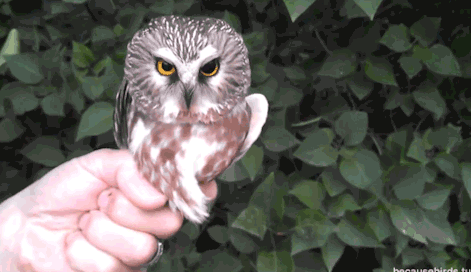 funny-gif-owl-head-movement-stabilize.gi