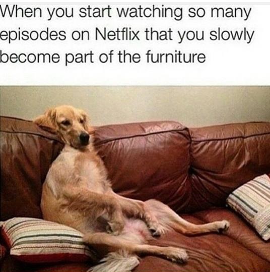 dog-couch-netflix-furniture.jpg