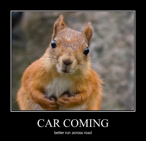 http://wanna-joke.com/wp-content/uploads/2015/06/squirrel-road-car.jpg