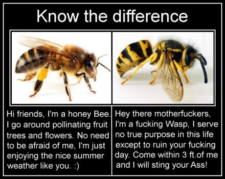 bee-wasp-difference.jpg