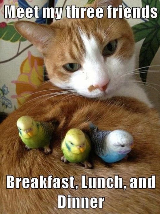 funny-cat-birds-friends-food.jpg