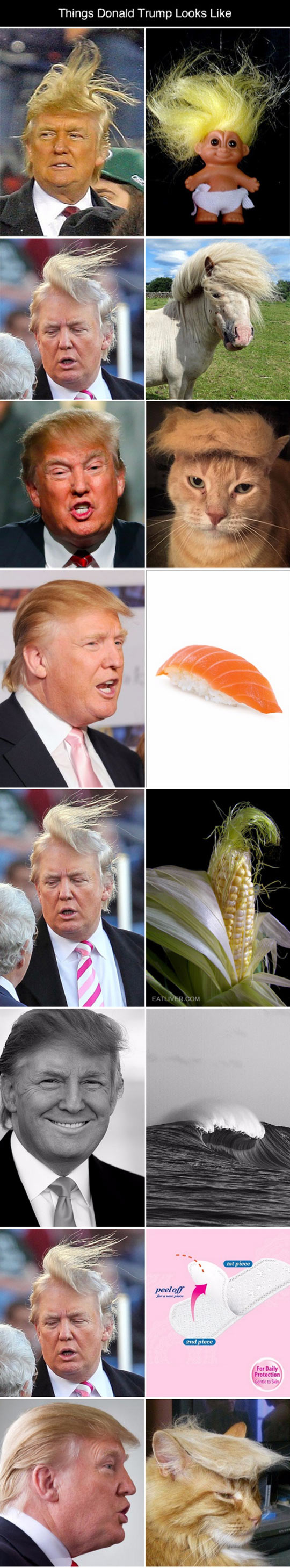 funny-Donald-Trump-hair-looking-like-things.jpg