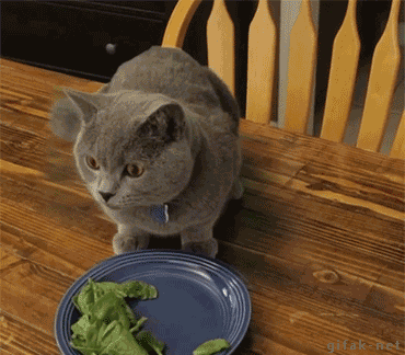 funny-gif-cat-food-man-entering-kitchen.gif