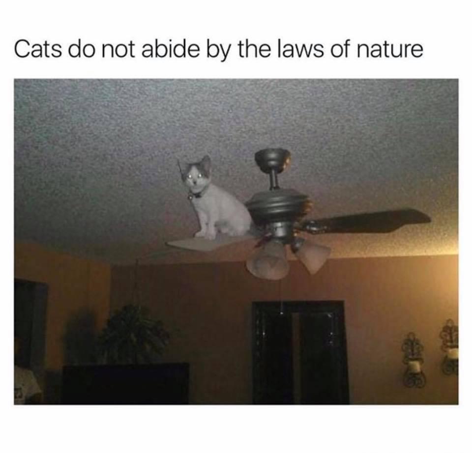 Cats Vs Nature