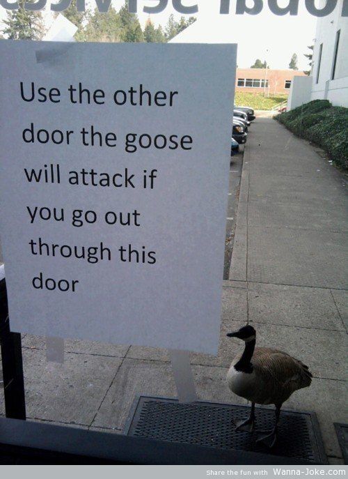 combat-goose