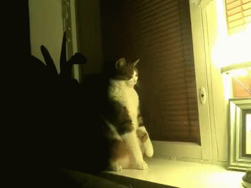 stand-up-cat-gif