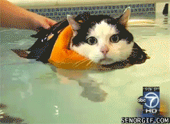 cat-swim-gif