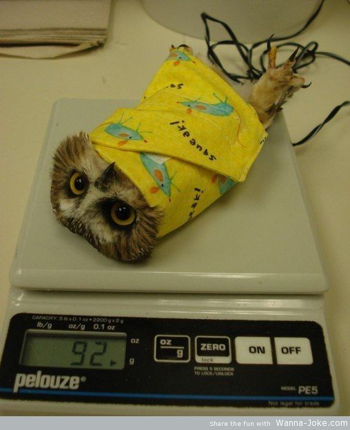 cute-owl-12