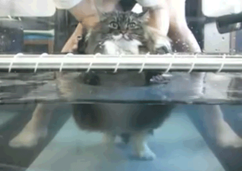 fat-cat-swim-gif