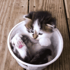 kitten-cute-cup