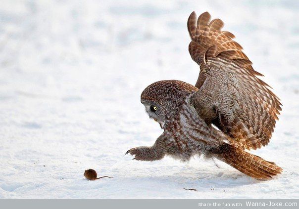 owl-mouse