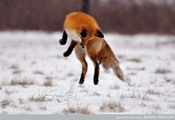 fox-nice-photo