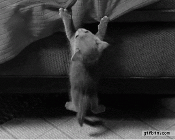 kitten-hanging