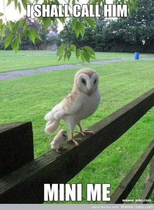 little-cute-owl