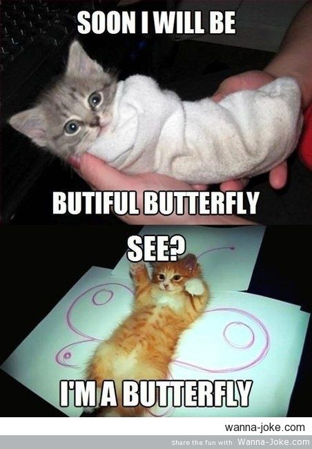 butterfly-kitty