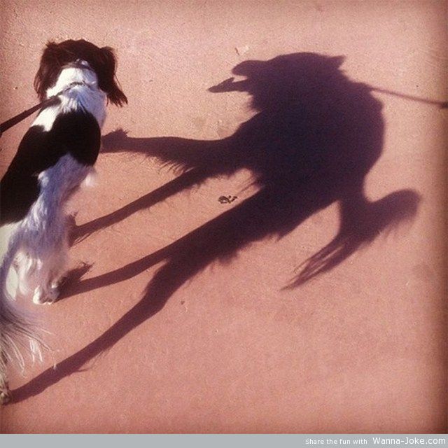 dog-shadow