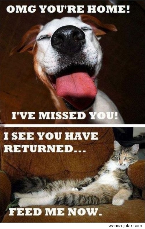 dogs-and-cats